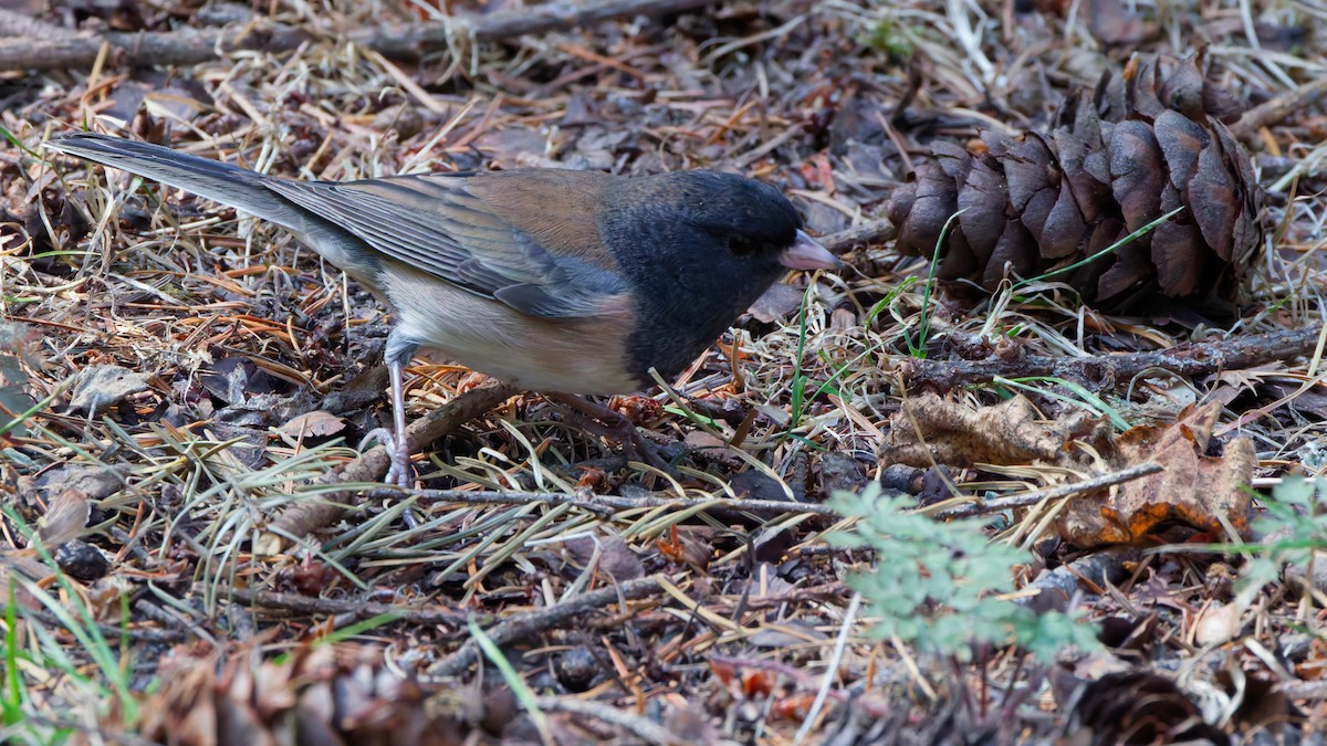 strnadec zimní [skupina oreganus] - ML641781132