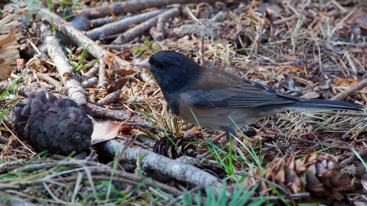 strnadec zimní [skupina oreganus] - ML641781133
