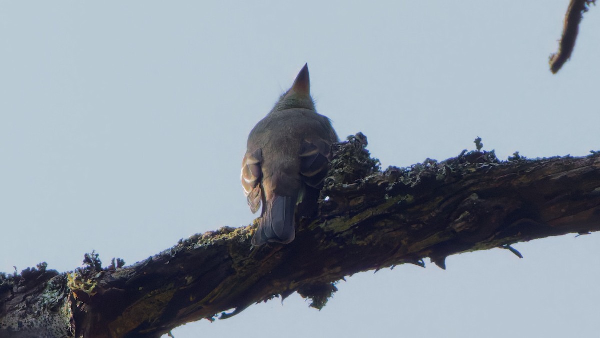 Western Wood-Pewee - ML641781135