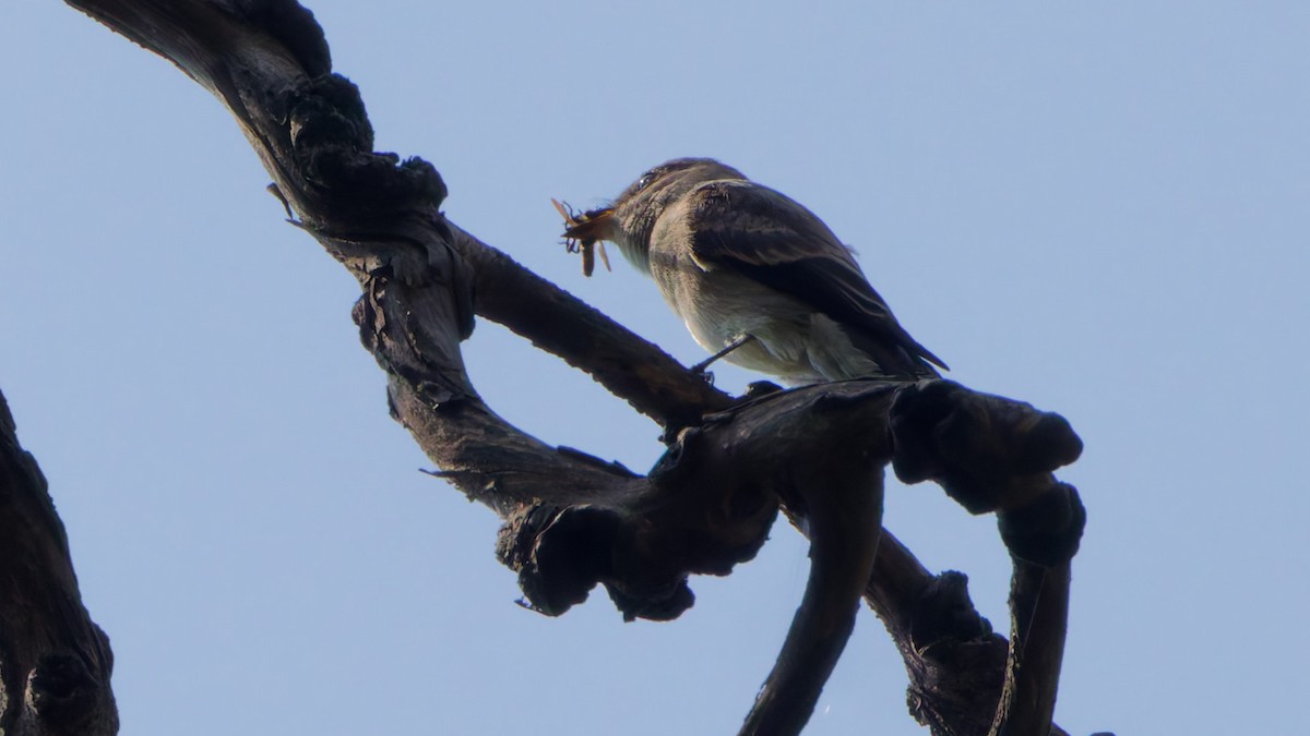 Western Wood-Pewee - ML641781136