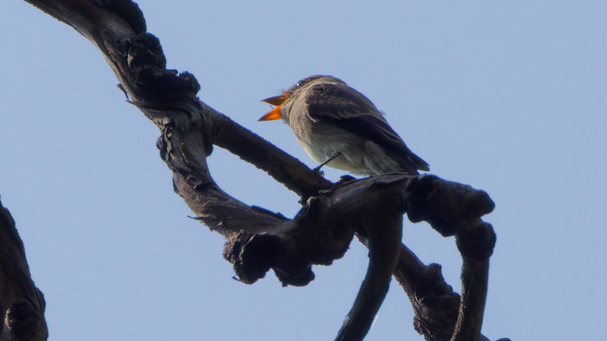 Western Wood-Pewee - ML641781138