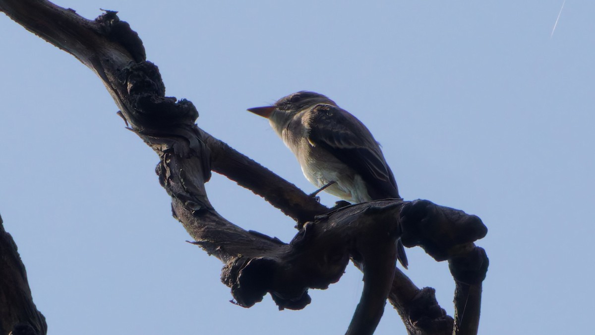Western Wood-Pewee - ML641781139