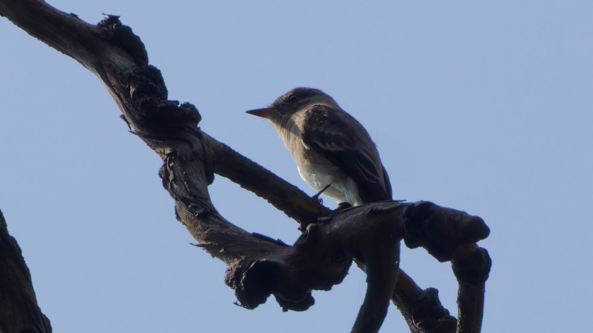 Western Wood-Pewee - ML641781140