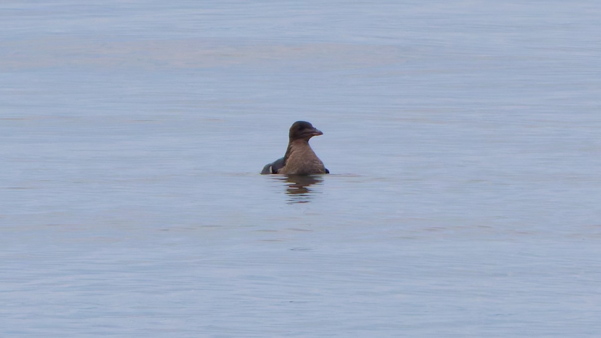 Rhinoceros Auklet - ML641781148