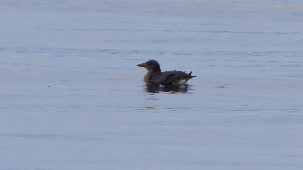 Rhinoceros Auklet - ML641781149