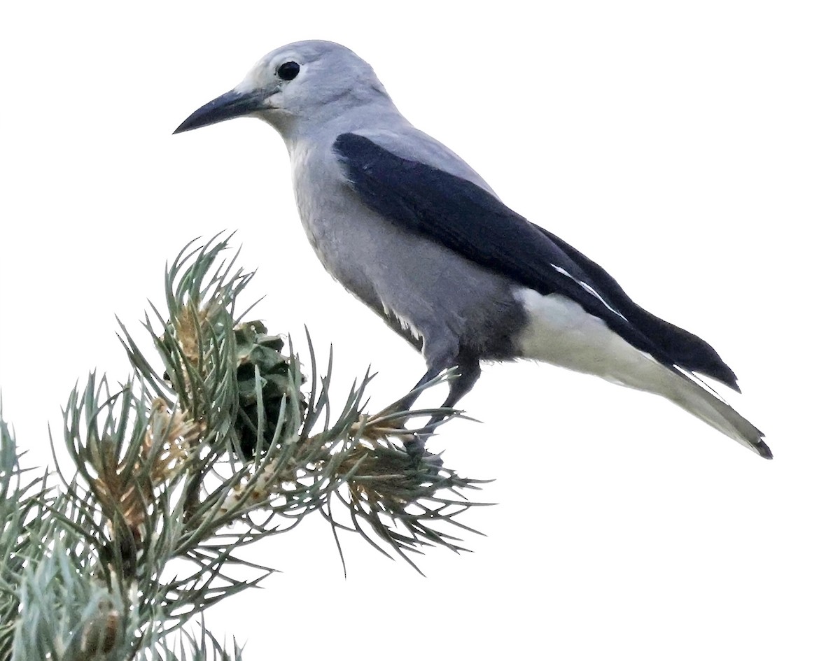 Clark's Nutcracker - ML641781171