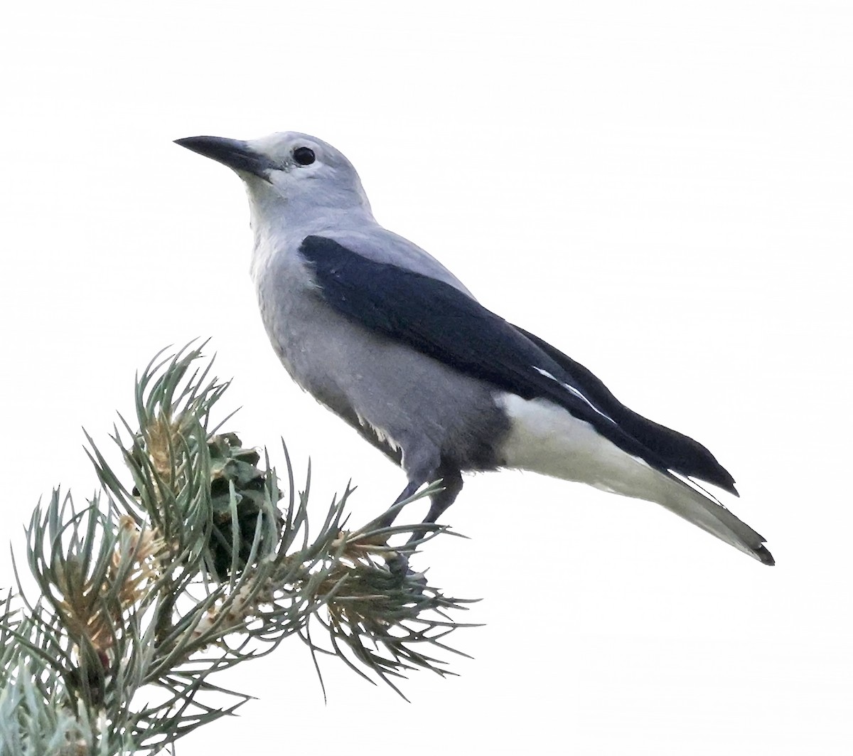 Clark's Nutcracker - ML641781172