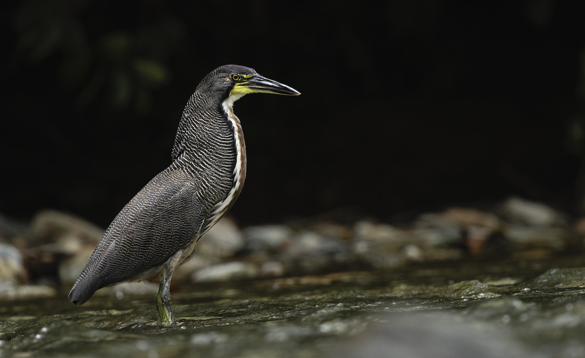 Fasciated Tiger-Heron - ML641781184