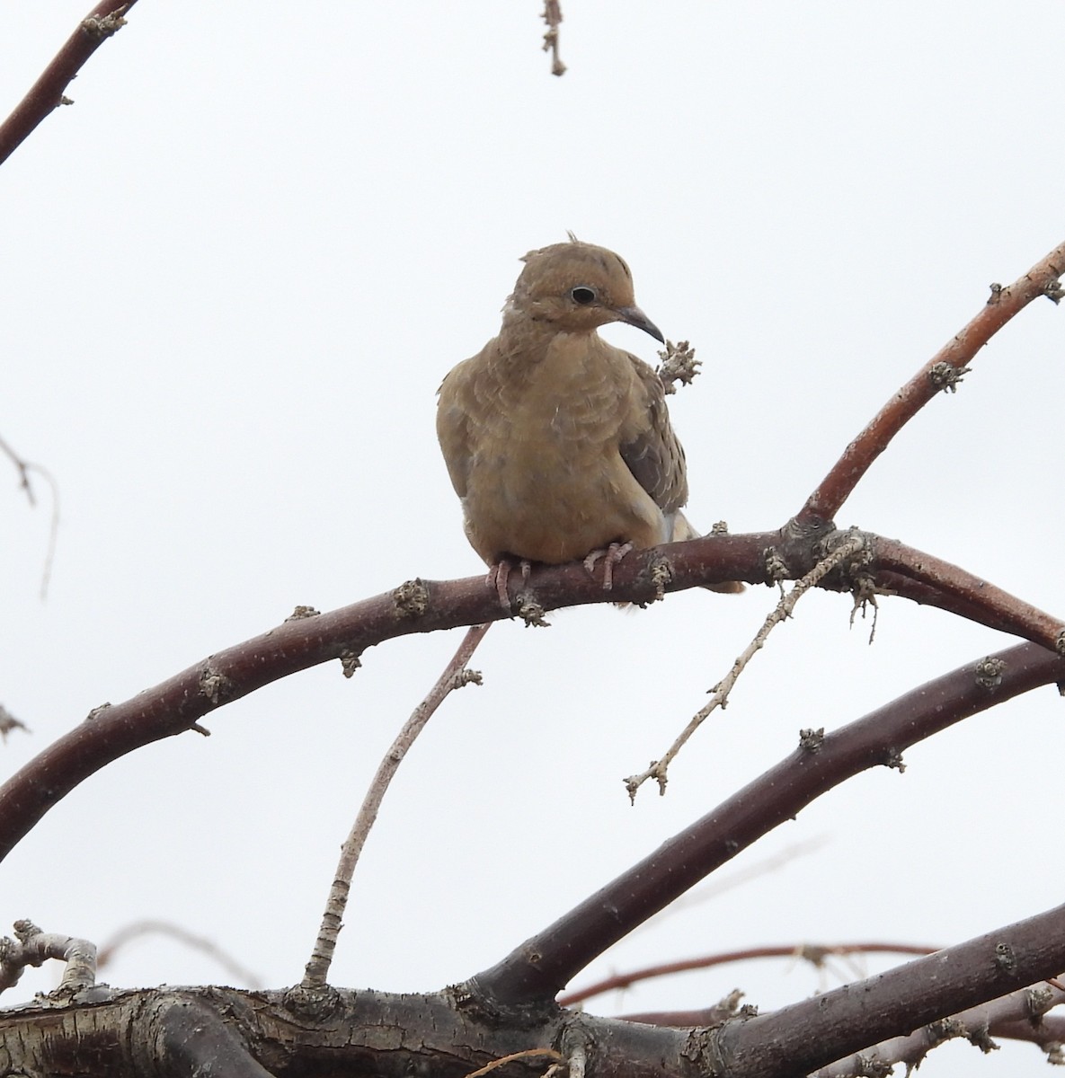 Mourning Dove - ML641781245