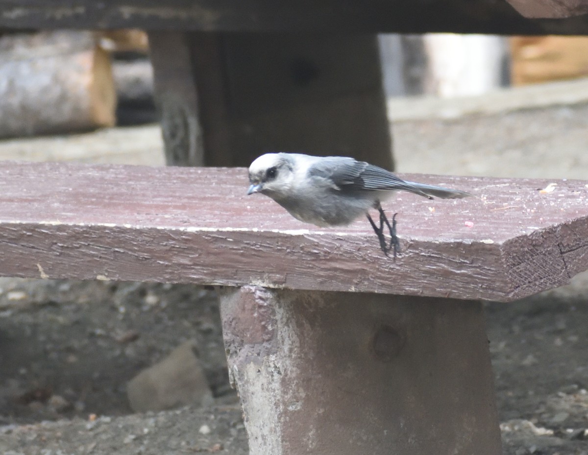 Canada Jay (Rocky Mts.) - ML641781248