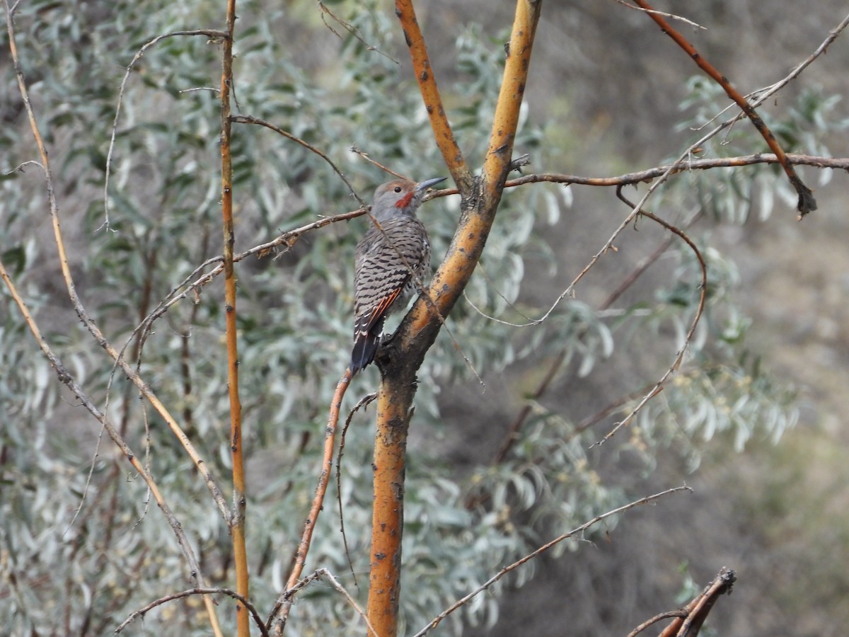 Northern Flicker (Red-shafted) - ML641781250