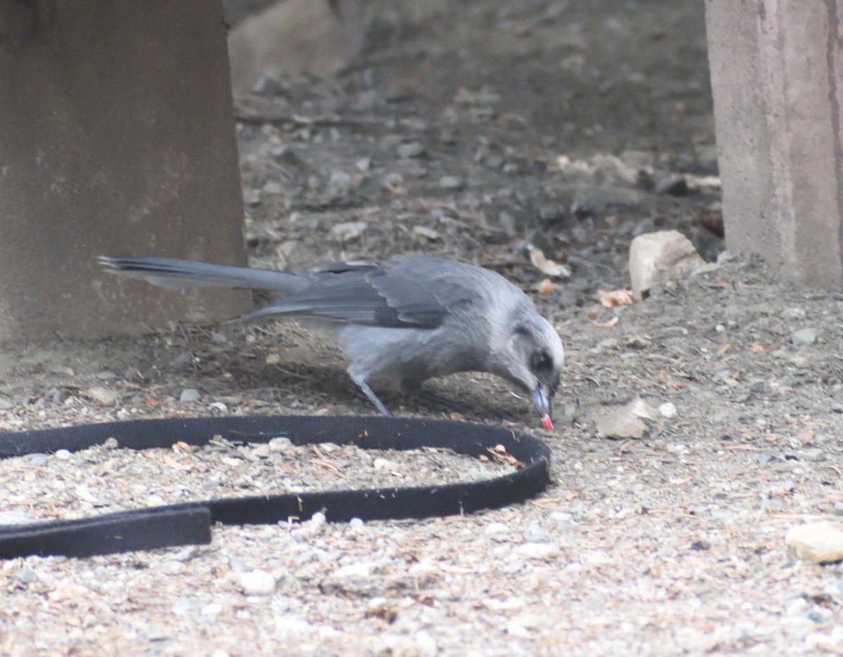 Canada Jay (Rocky Mts.) - ML641781251