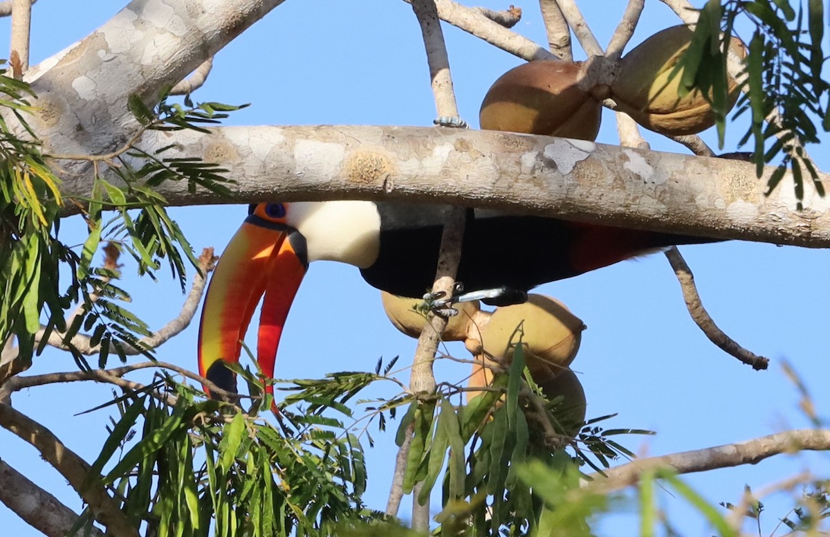 Toco Toucan - ML641781261