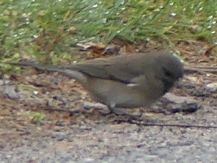 Dark-eyed Junco - ML641781269