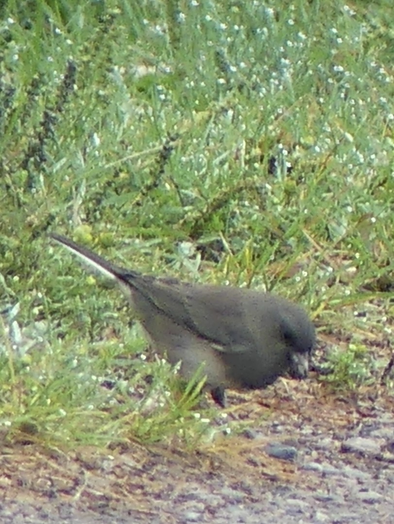 Dark-eyed Junco - ML641781270