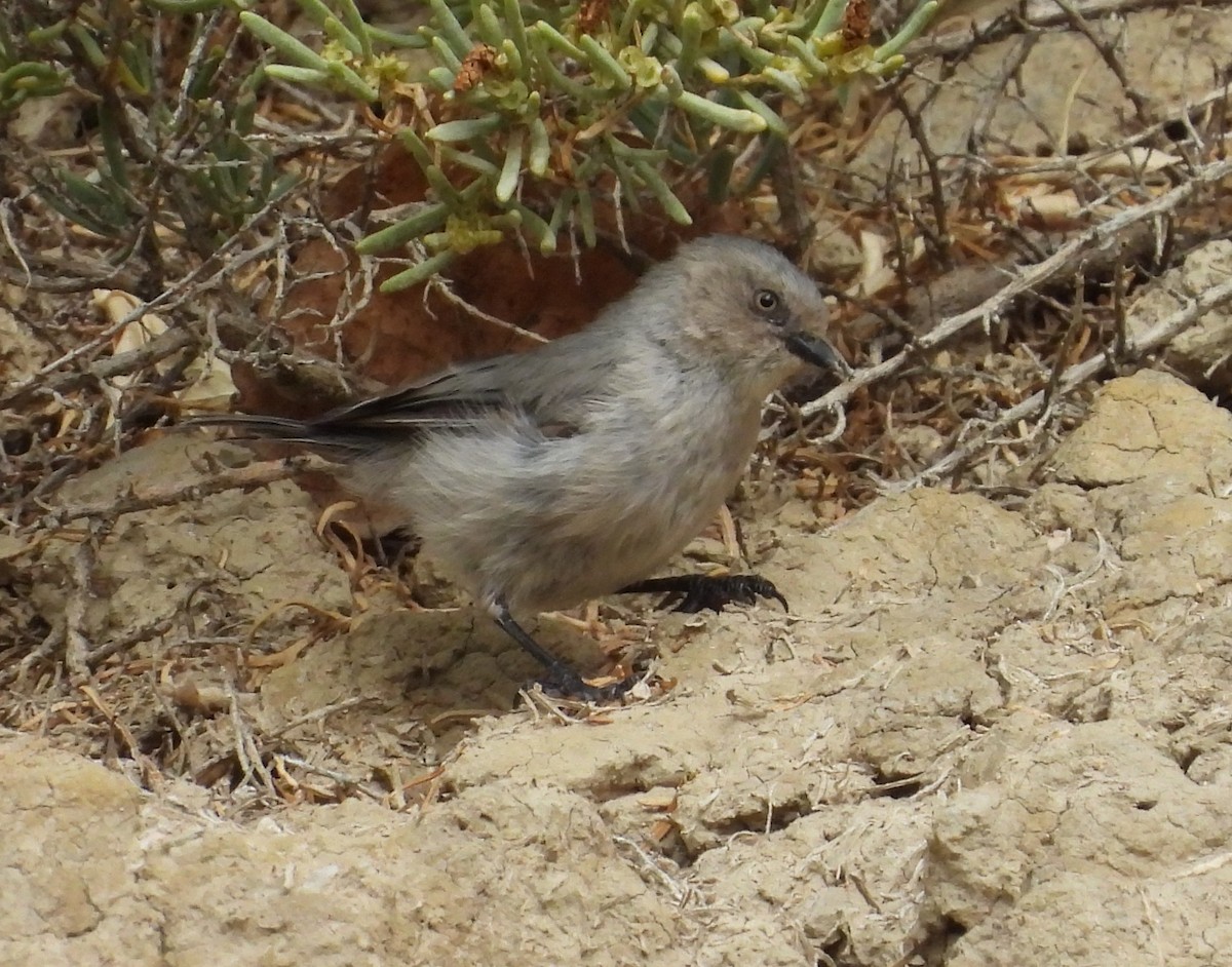 Bushtit - ML641781271
