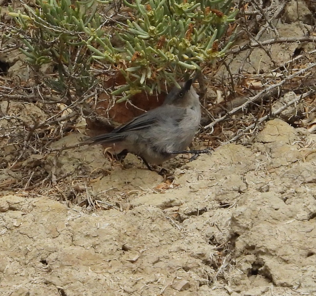 Bushtit - ML641781274