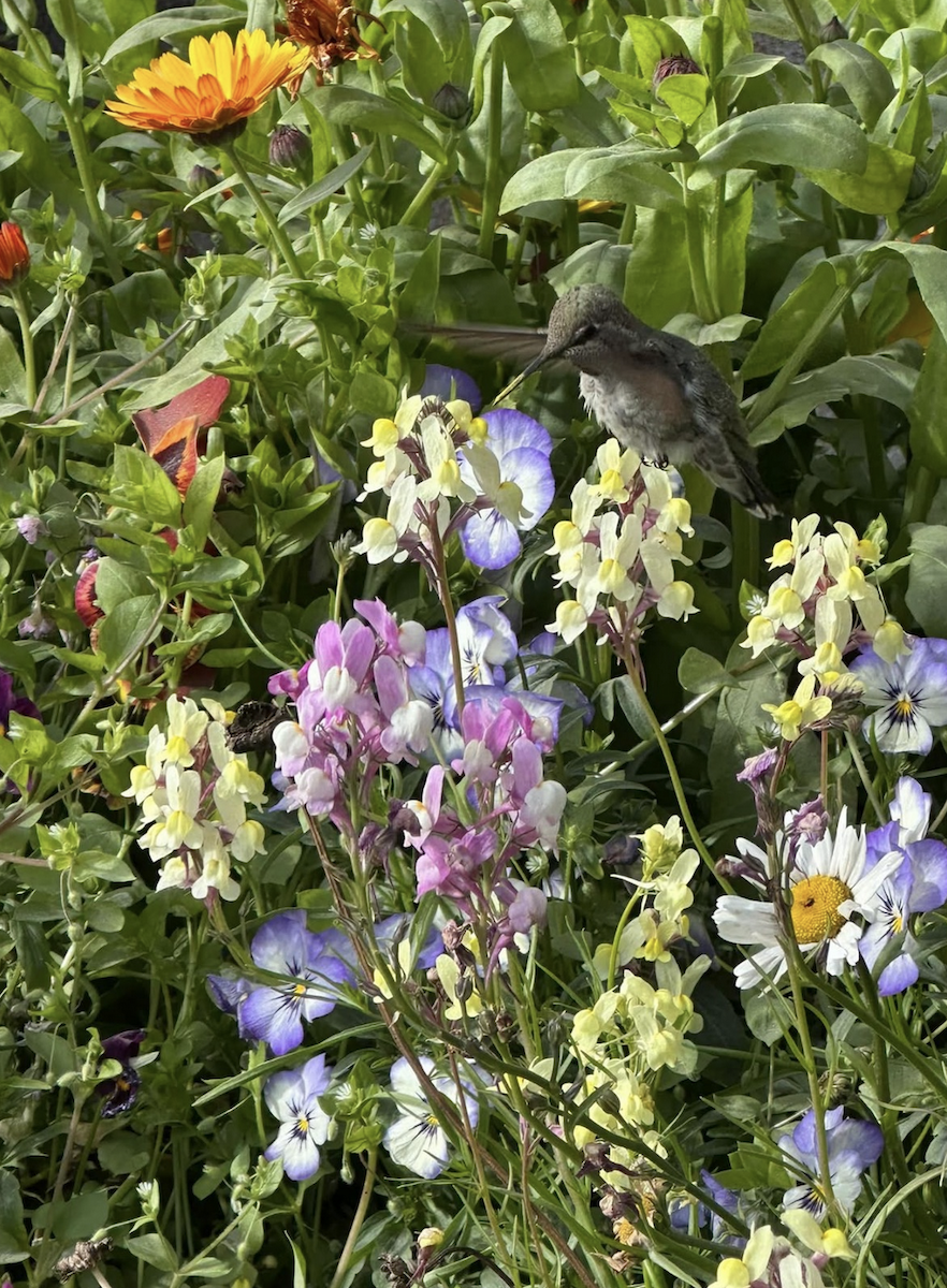 Anna's Hummingbird - ML641781280