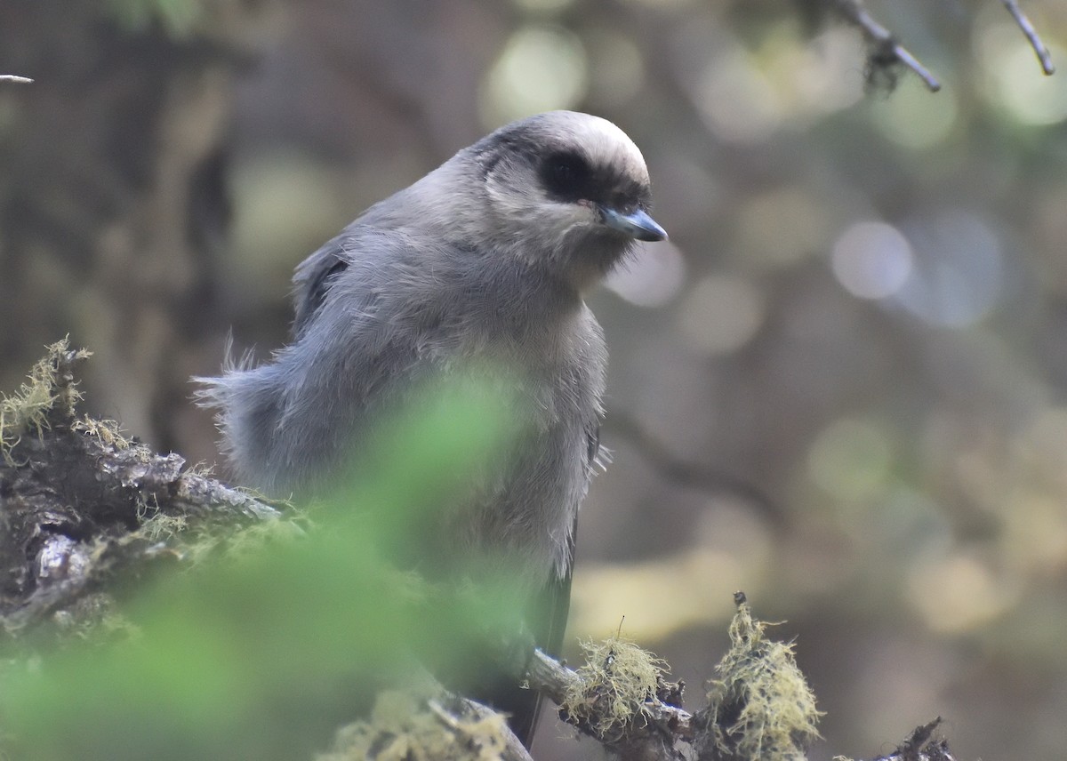 Canada Jay (Rocky Mts.) - ML641781288