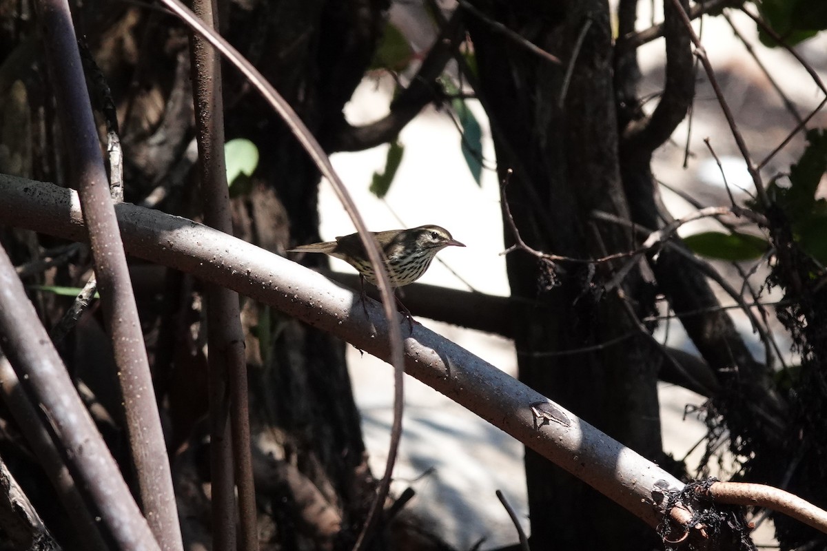 Northern Waterthrush - ML641781298