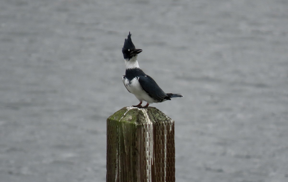 Belted Kingfisher - ML641781324