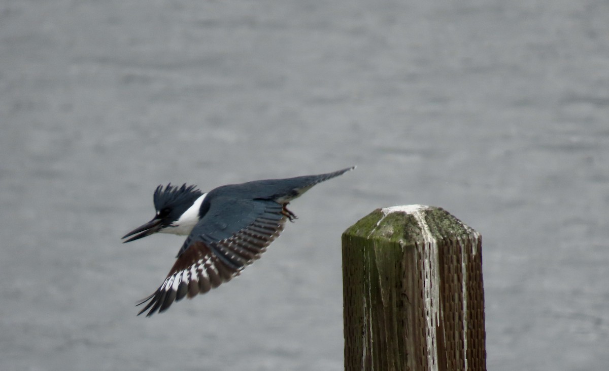 Belted Kingfisher - ML641781328