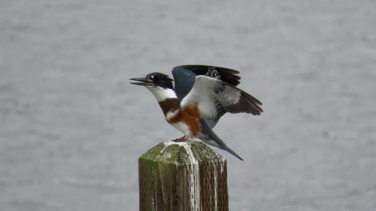 Belted Kingfisher - ML641781329