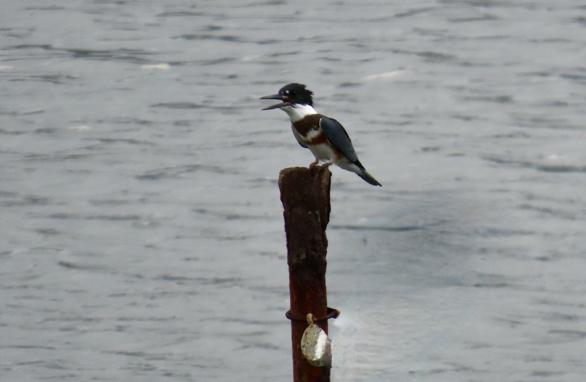 Belted Kingfisher - ML641781336