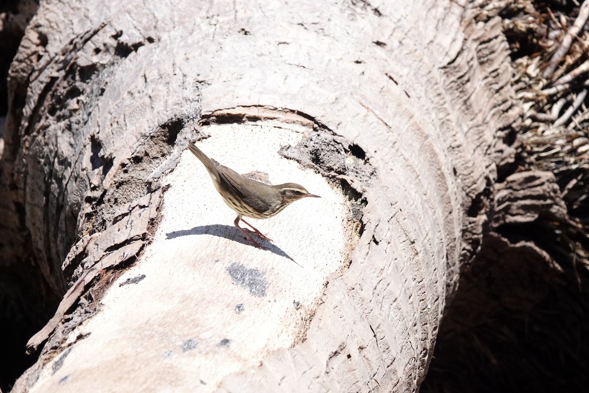 Northern Waterthrush - ML641781363