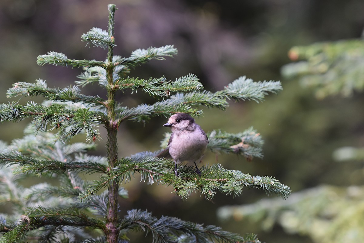 Canada Jay (Pacific) - ML641781364