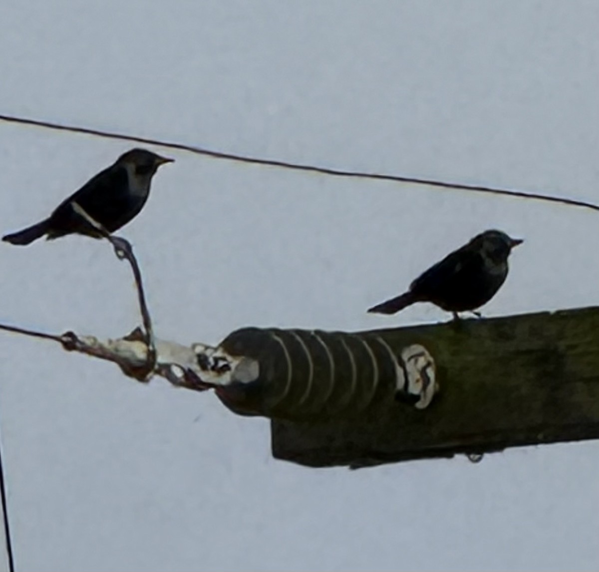 Tricolored Blackbird - ML641781384