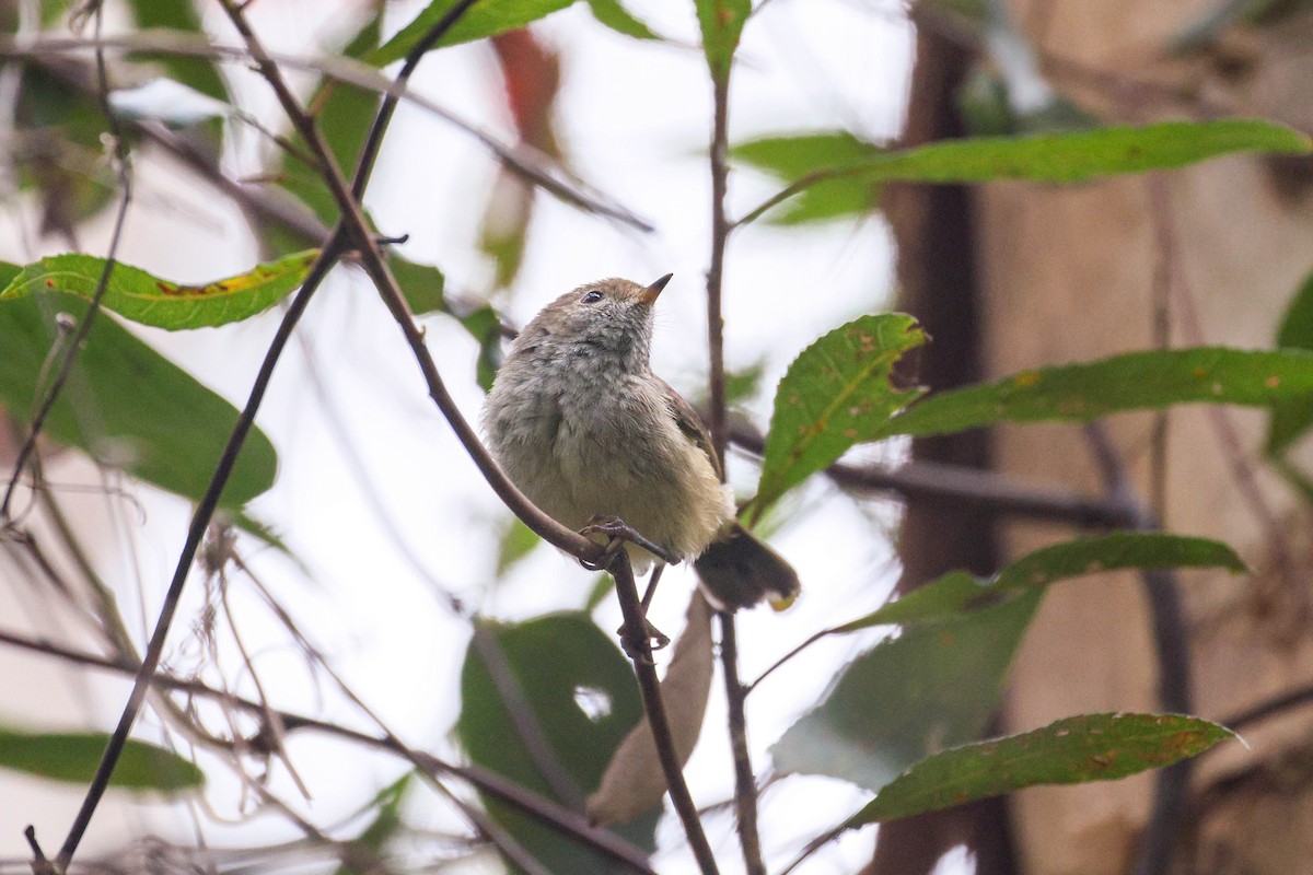 Brown Thornbill - ML641781497
