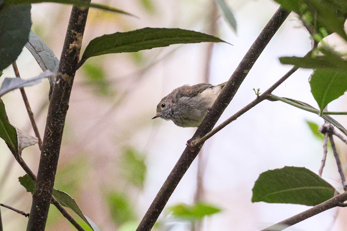 Brown Thornbill - ML641781499