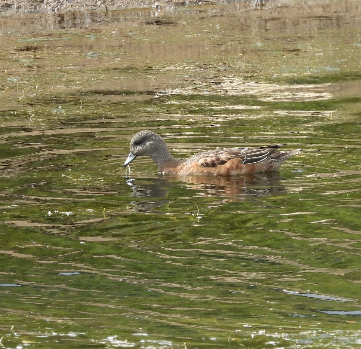Canard d'Amérique - ML641781502