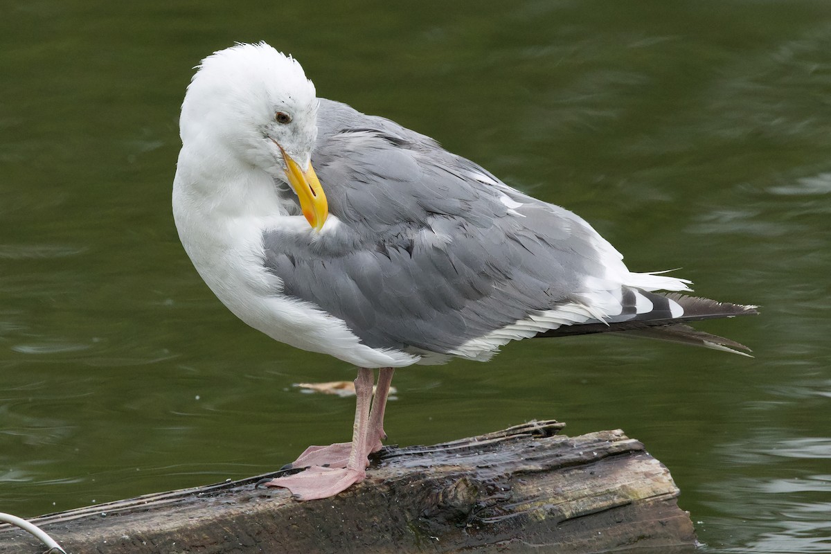 Gaviota Occidental x de Bering (híbrido) - ML641781506