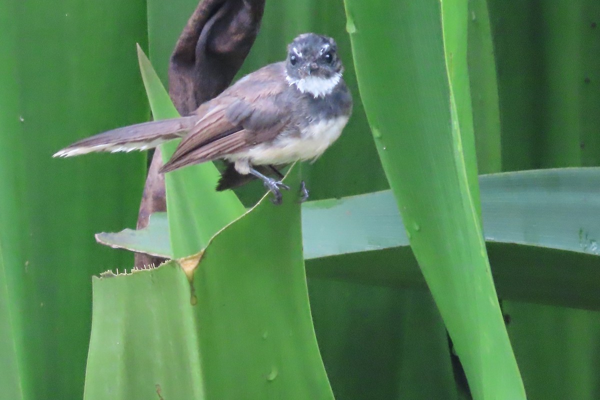 Malaysian Pied-Fantail - ML641781583