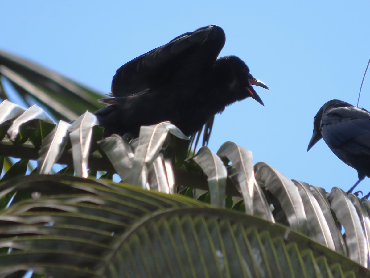 Sinaloa Crow - ML641781594
