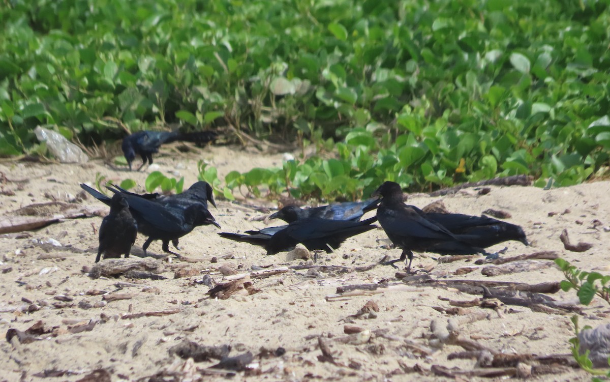 Sinaloa Crow - ML641781596