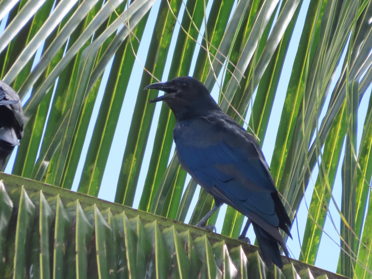 Sinaloa Crow - ML641781598