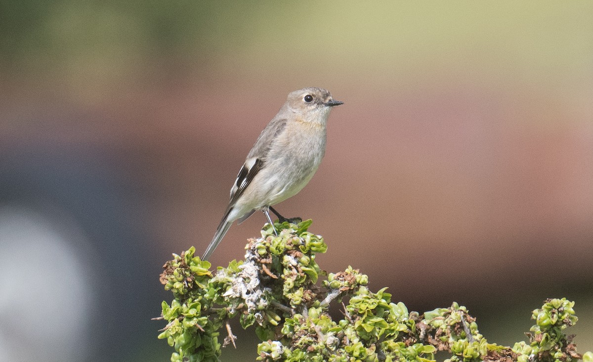 Flame Robin - ML641781640