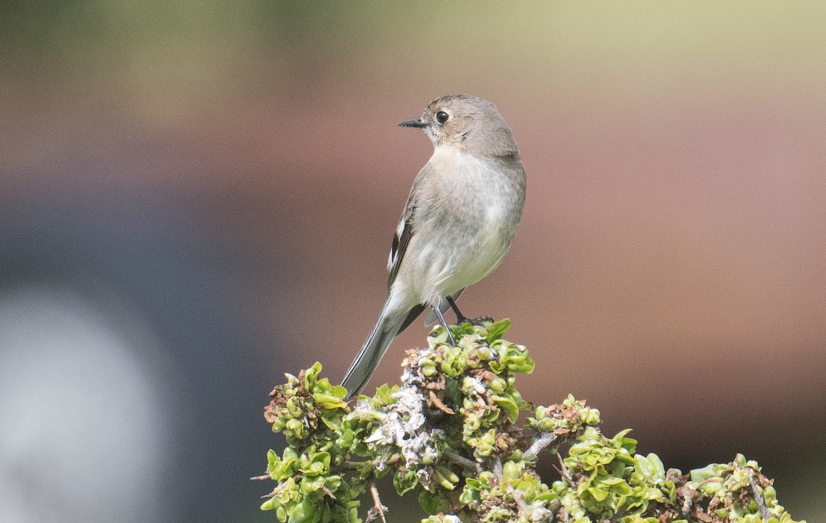 Flame Robin - ML641781642