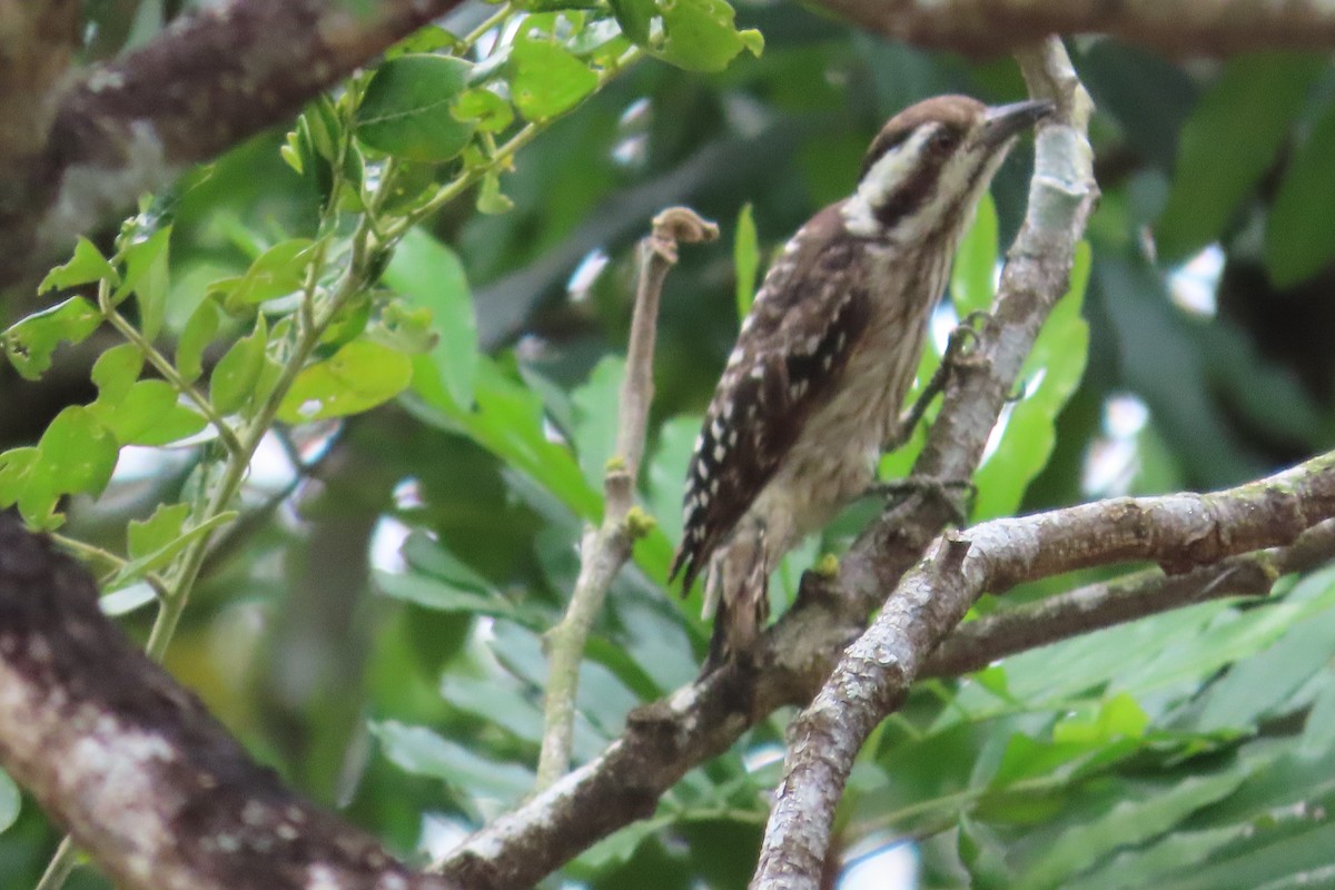 Sunda Pygmy Woodpecker - ML641781647