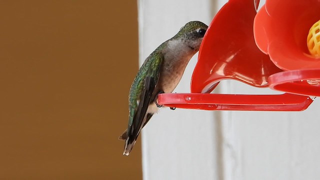 Ruby-throated Hummingbird - ML641781673