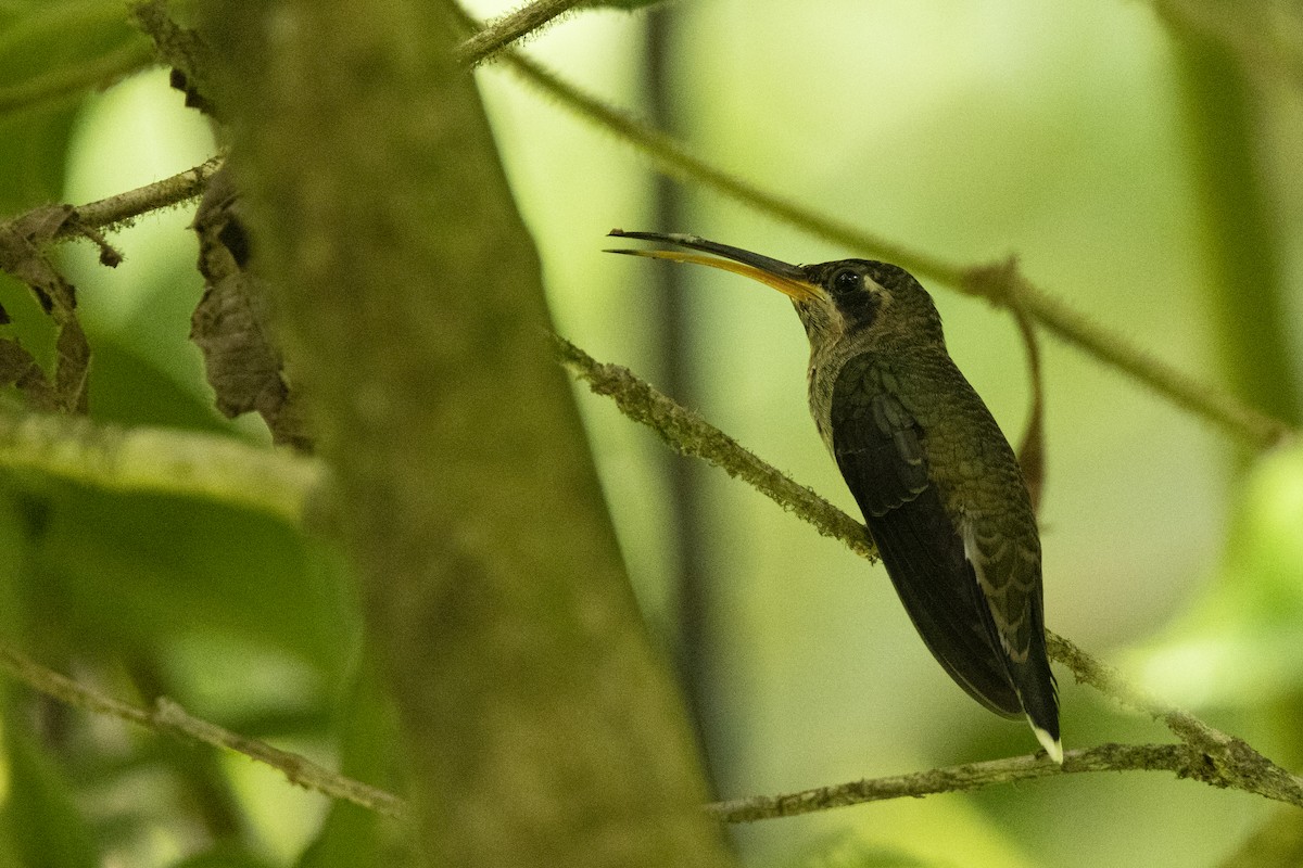 Band-tailed Barbthroat - ML641781677