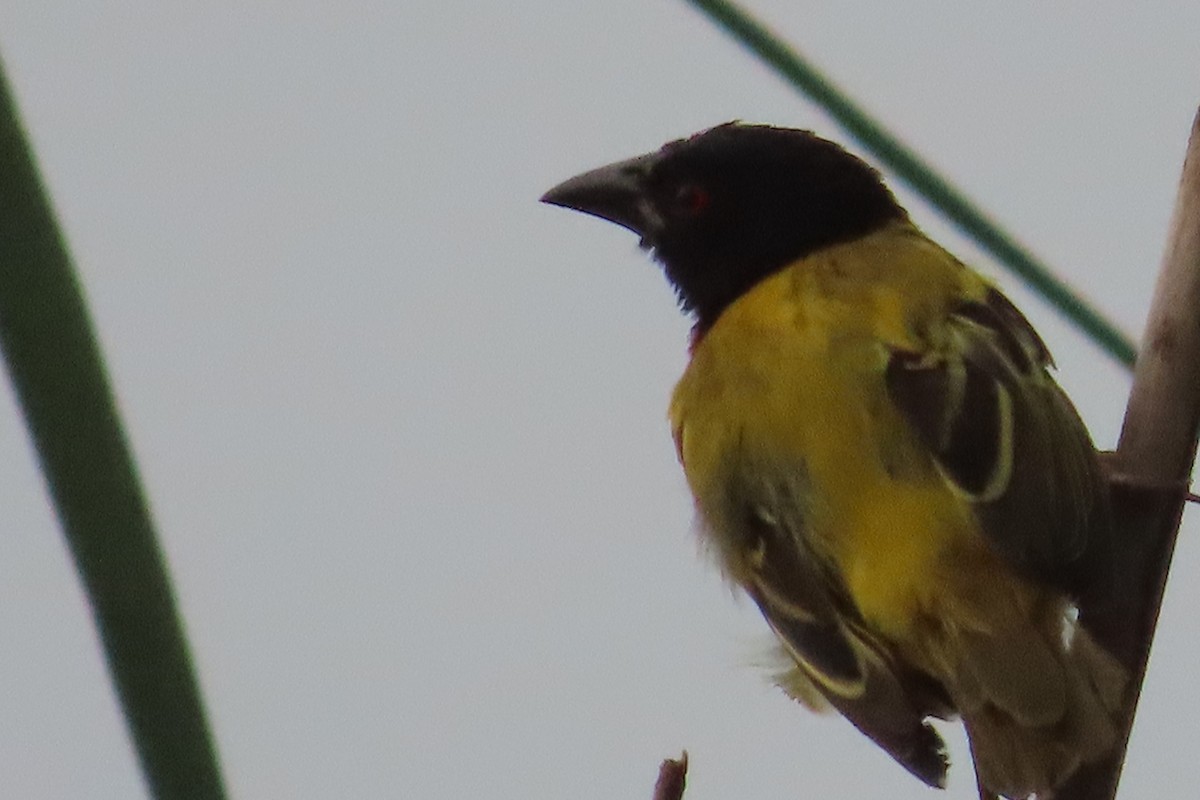Golden-backed Weaver - ML641781678