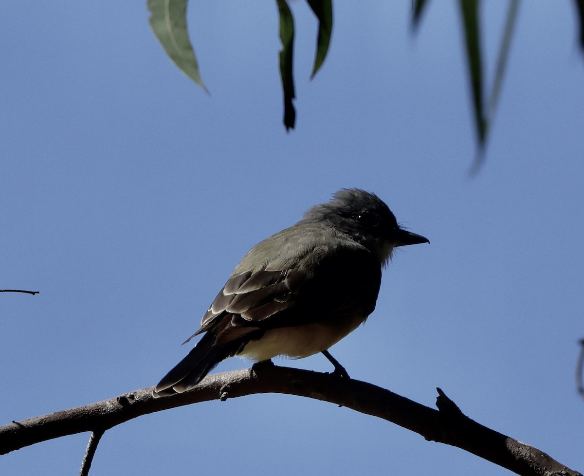 Cassin's Kingbird - ML641781709