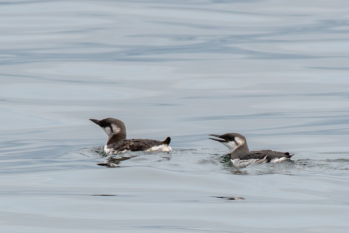 Common Murre - ML641781730