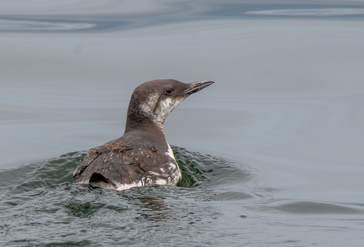 Common Murre - ML641781731