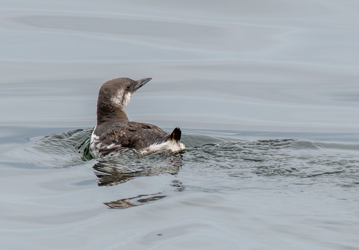 Common Murre - ML641781732
