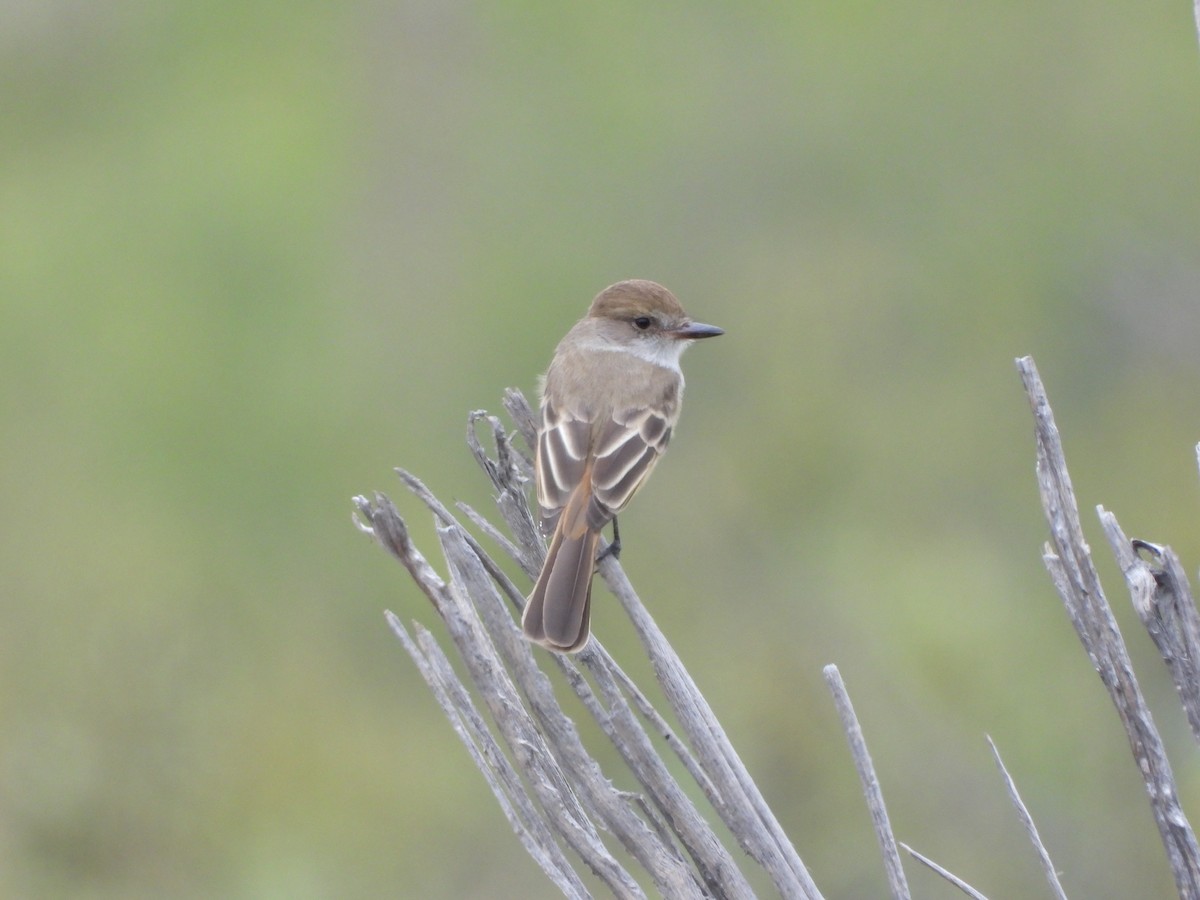 Nutting's Flycatcher - ML641781748